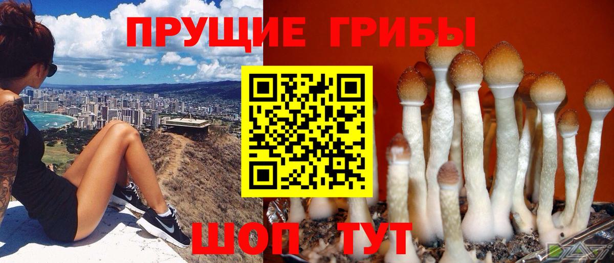 Псилоцибиновые грибы Psilocybe  Галлюциногенные грибы GOLDEN TEACHER  Трёхгорный  Вход с VPN 